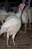 turkey-(15-of-41).jpg