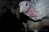 turkey-(25-of-41).jpg
