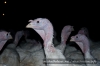 turkey-(29-of-41).jpg