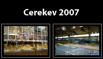 cerekev07